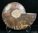 Inch Split Ammonite (Half) #2647-1